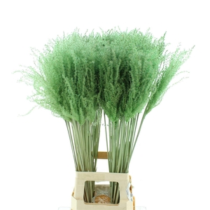 Dried Stipa Feather Mint Groen