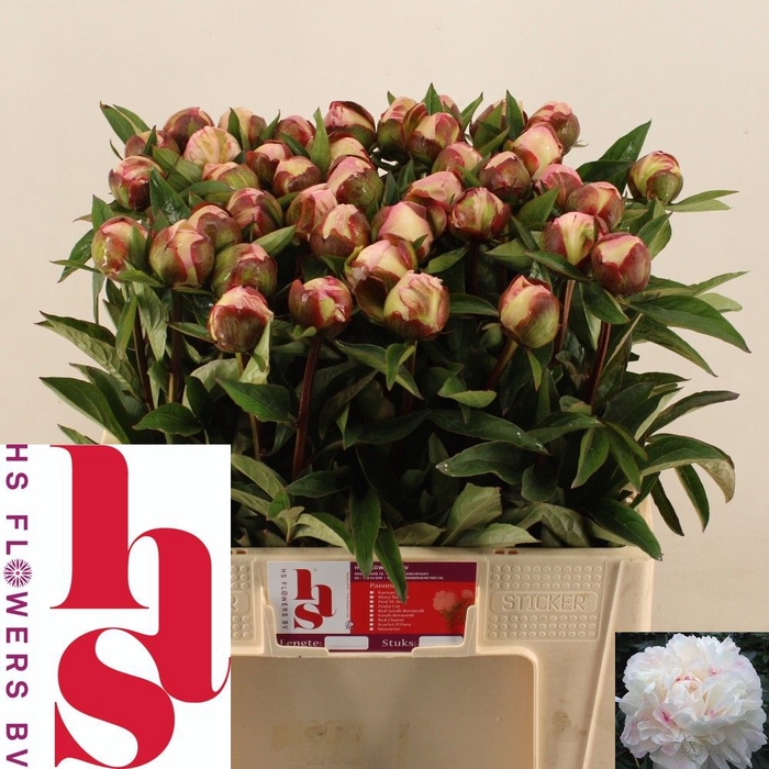 <h4>PAEO L GARDENIA</h4>