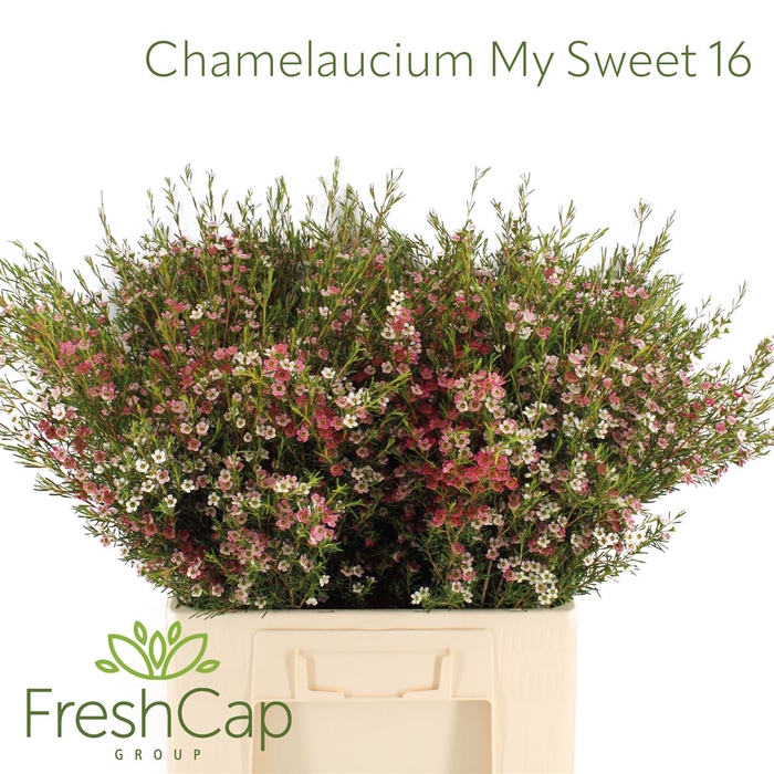 <h4>Chamelaucium My Sweet 16</h4>