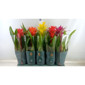 Guzmania   ...mix