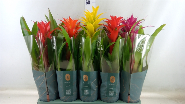 <h4>Guzmania   ...mix</h4>