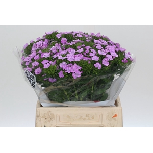 Dianthus Br Aldo Milka