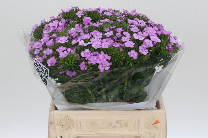 <h4>Dianthus Br Aldo Milka</h4>