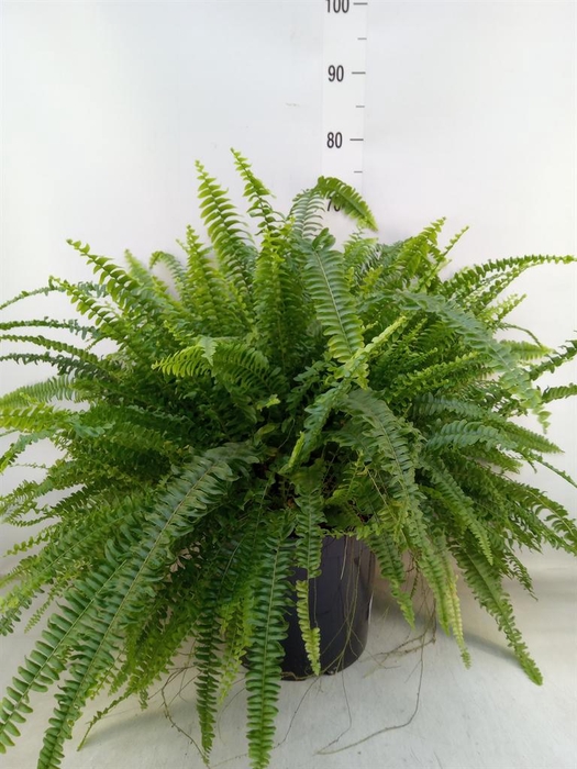 <h4>Nephrolepis exal. 'Green Lady'</h4>