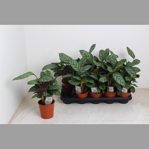 Ctenanthe Compactsta