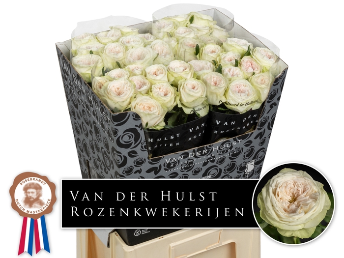 <h4>R Gr Bal Dream Summerhouse Hulst</h4>