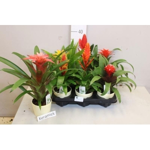 BROMELIA GEM