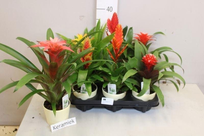 <h4>BROMELIA GEM</h4>