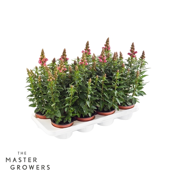 <h4>Antirrhinum Majus oranje</h4>