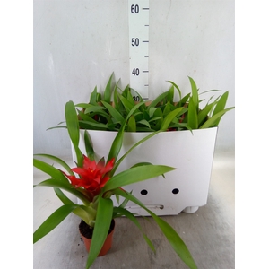 Guzmania  'Blitz'