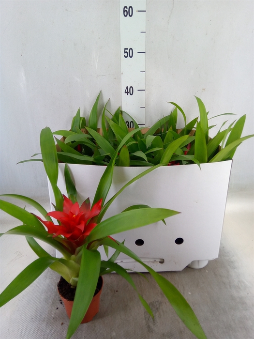 <h4>Guzmania  'Blitz'</h4>