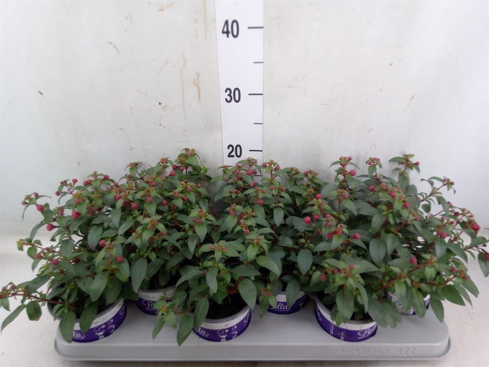 <h4>Fuchsia  'Bella Fuchsia Olivia'</h4>