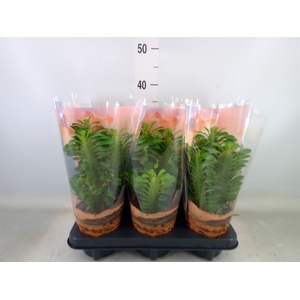 Euphorbia trigona