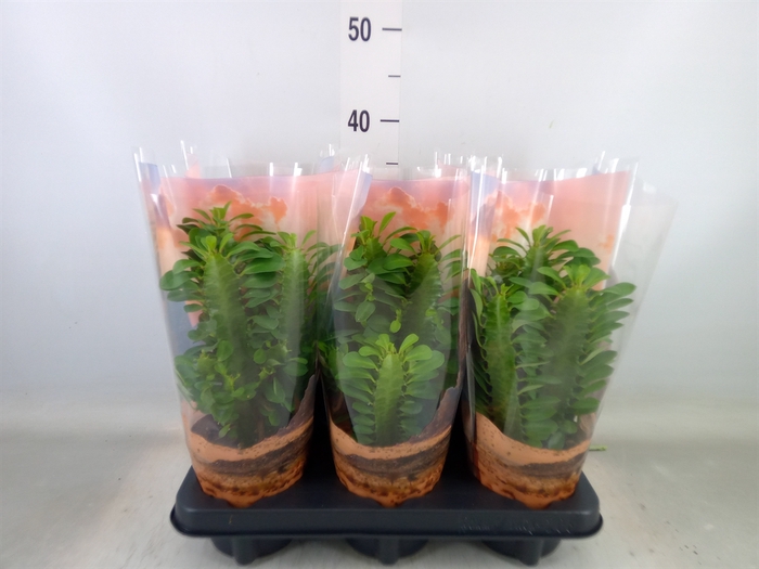 <h4>Euphorbia trigona</h4>