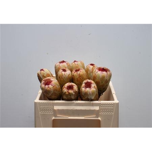 Protea Grandicolor No Leaves