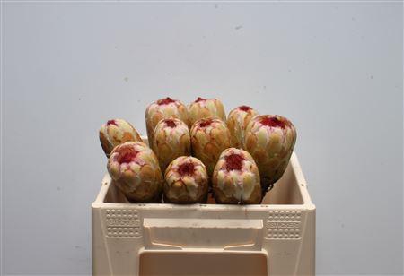 <h4>Protea Grandicolor No Leaves</h4>