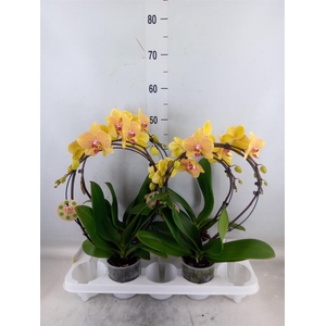 Phalaenopsis   ...