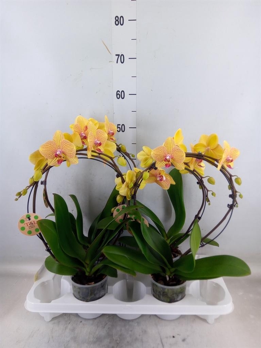 <h4>Phalaenopsis   ...</h4>