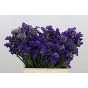Statice Crystal Dark Blue