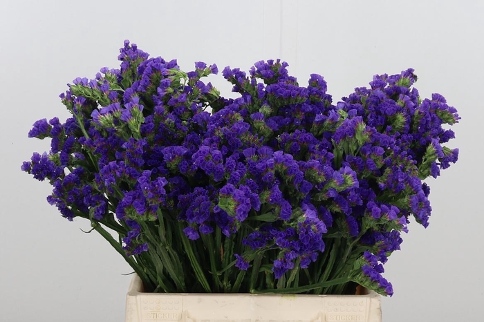 <h4>Statice Crystal Dark Blue</h4>
