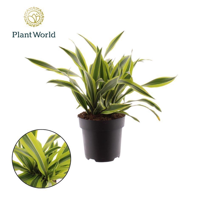 <h4>Dracaena Fragrans Lemon Lime</h4>