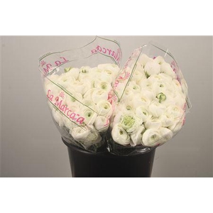 Ran. Su White Succes Sec X50