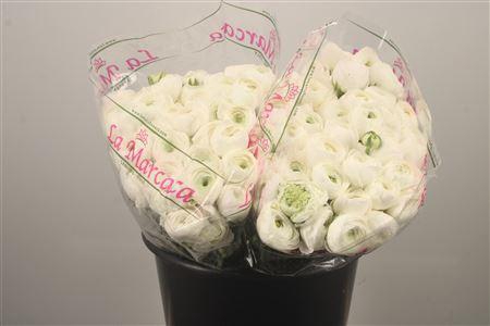 <h4>Ran. Su White Succes Sec X50</h4>