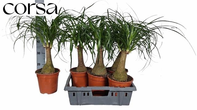 <h4>BEAUCARNEA RECUR</h4>