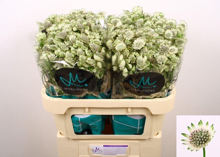 <h4>Astrantia major 'Billion Stars'</h4>