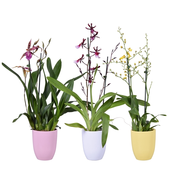 <h4>Summer mix 2 tak in roze, wit en geel keramiek</h4>