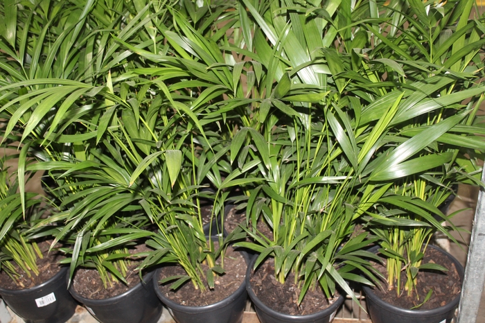 <h4>ARECA BAMBU P24</h4>