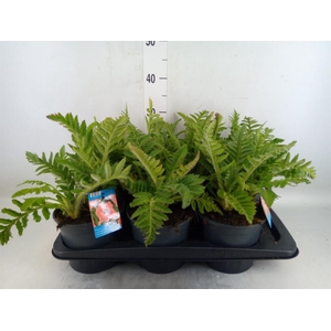 Papaver orientale 'Prinzess Viktor'