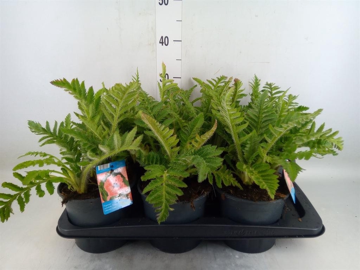 <h4>Papaver orientale 'Prinzess Viktor'</h4>