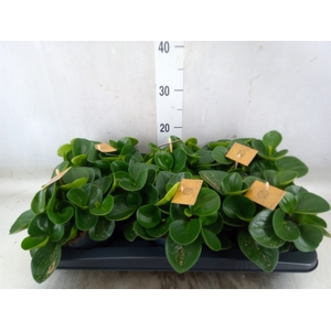 Peperomia obt. 'Red Canyon'