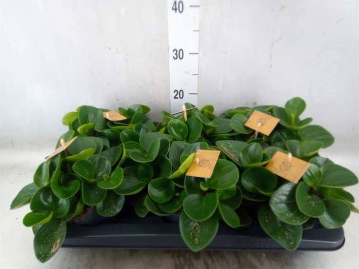 <h4>Peperomia obt. 'Red Canyon'</h4>
