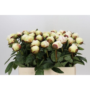 Paeonia elsa sass