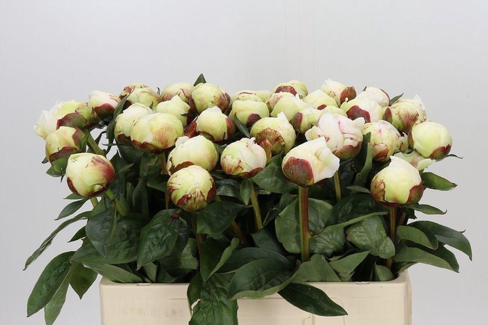 <h4>Paeonia elsa sass</h4>