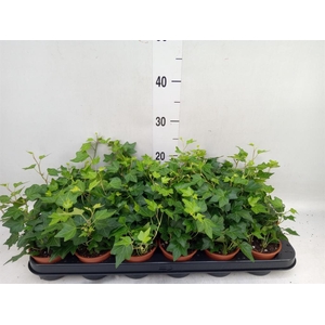 Hedera helix 'Brenda'