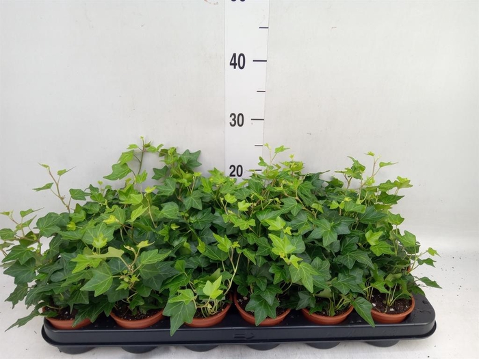 <h4>Hedera helix 'Brenda'</h4>