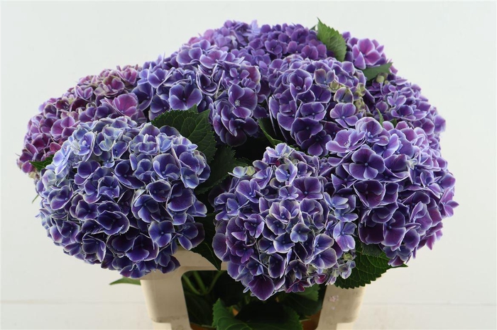 <h4>Hydr M My Rio Blue 60-17</h4>