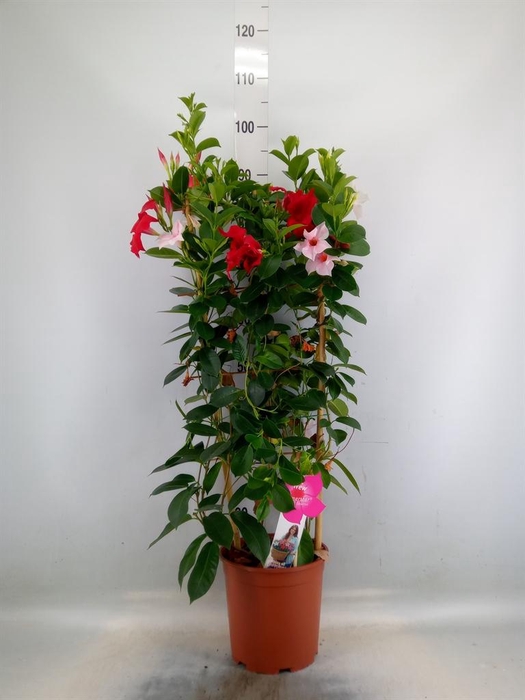 <h4>Mandevilla   ...</h4>