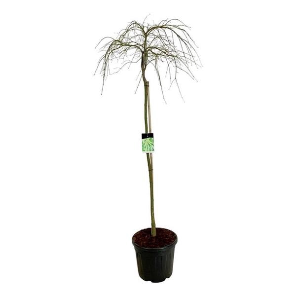 <h4>Acer pal. 'Dissectum'</h4>