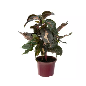 GRAPTOPHYLLUM PICTUM P17