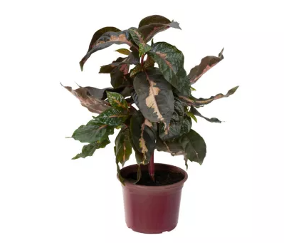 <h4>GRAPTOPHYLLUM PICTUM P17</h4>