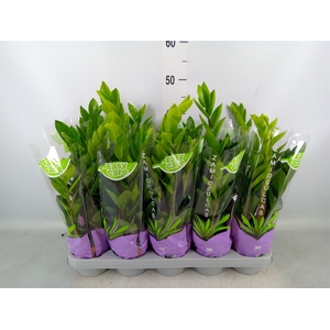 Zamioculcas zamiifolia