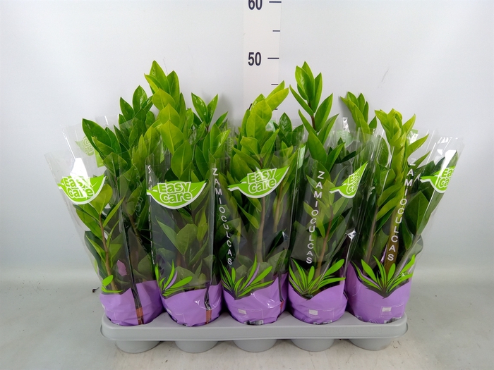 <h4>Zamioculcas zamiifolia</h4>