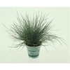 Festuca glauca CompactA Blue®