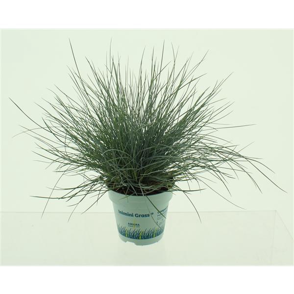 Festuca glauca CompactA Blue®