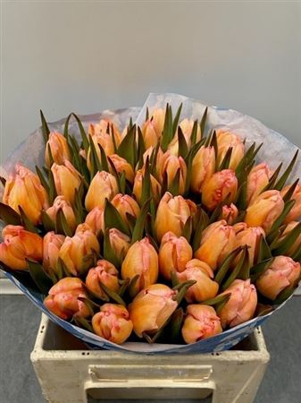 Tulp Moonshine