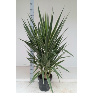 Yucca elephantipes puck P28 3PP